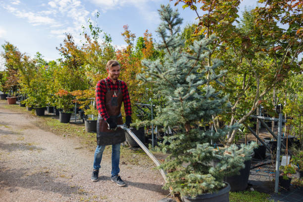 How Our Tree Care Process Works  in Englewood, FL